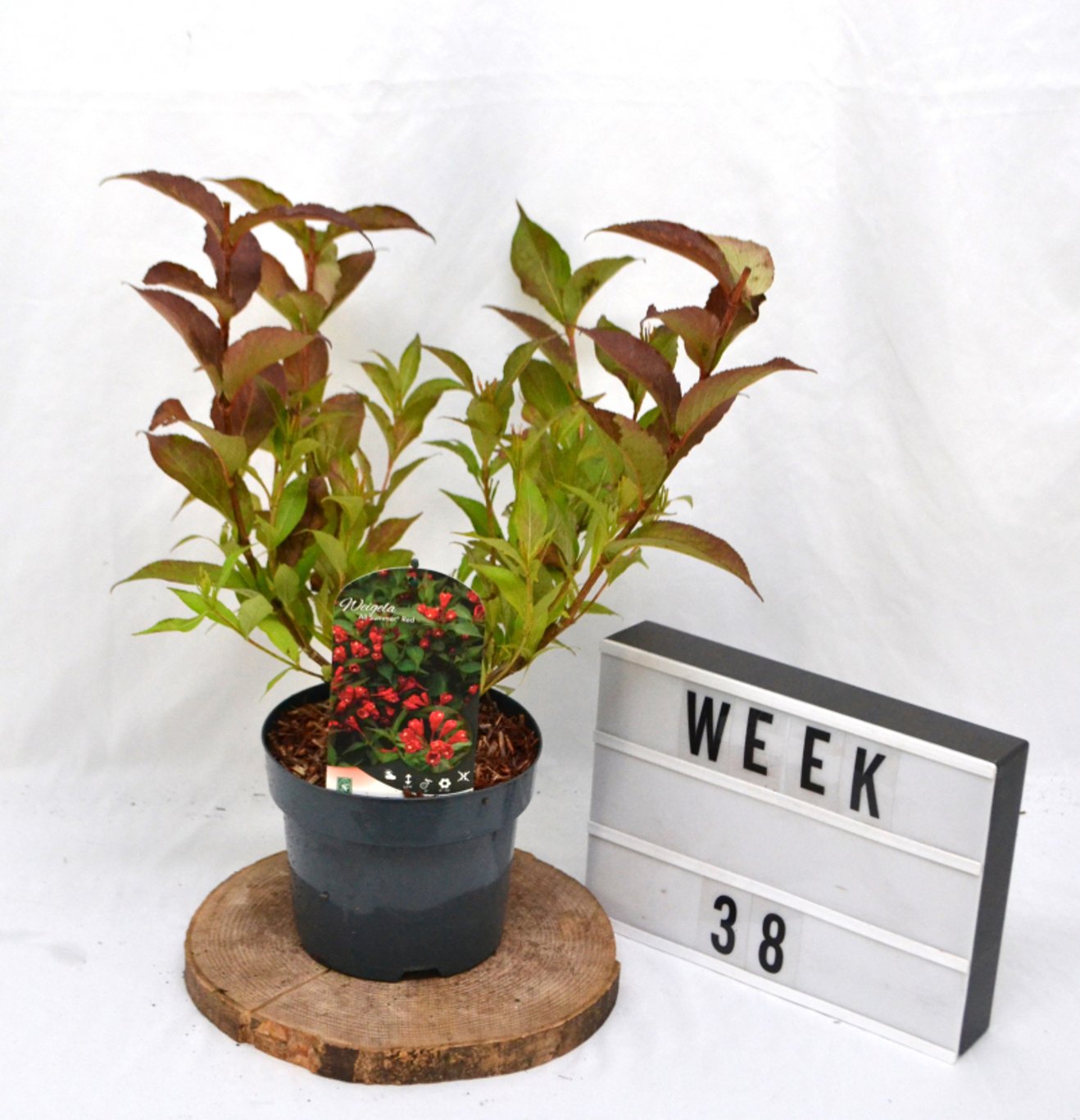 Weigela 'Slingco1' - C3 20-40 CM